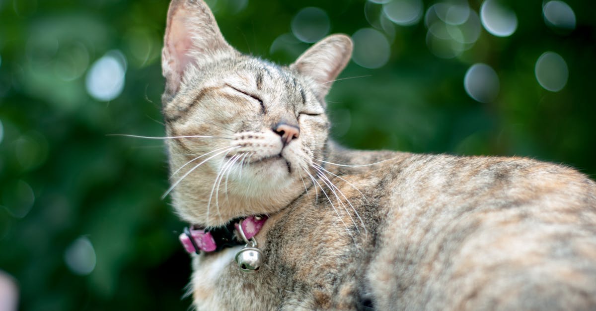 découvrez notre sélection de colliers pour chats, alliant confort, sécurité et style. offrez à votre félin préféré un collier adapté à sa personnalité, avec des matériaux de qualité et des designs tendance. perfect pour le jardin ou les promenades, nos colliers sont le choix idéal pour chaque chat.